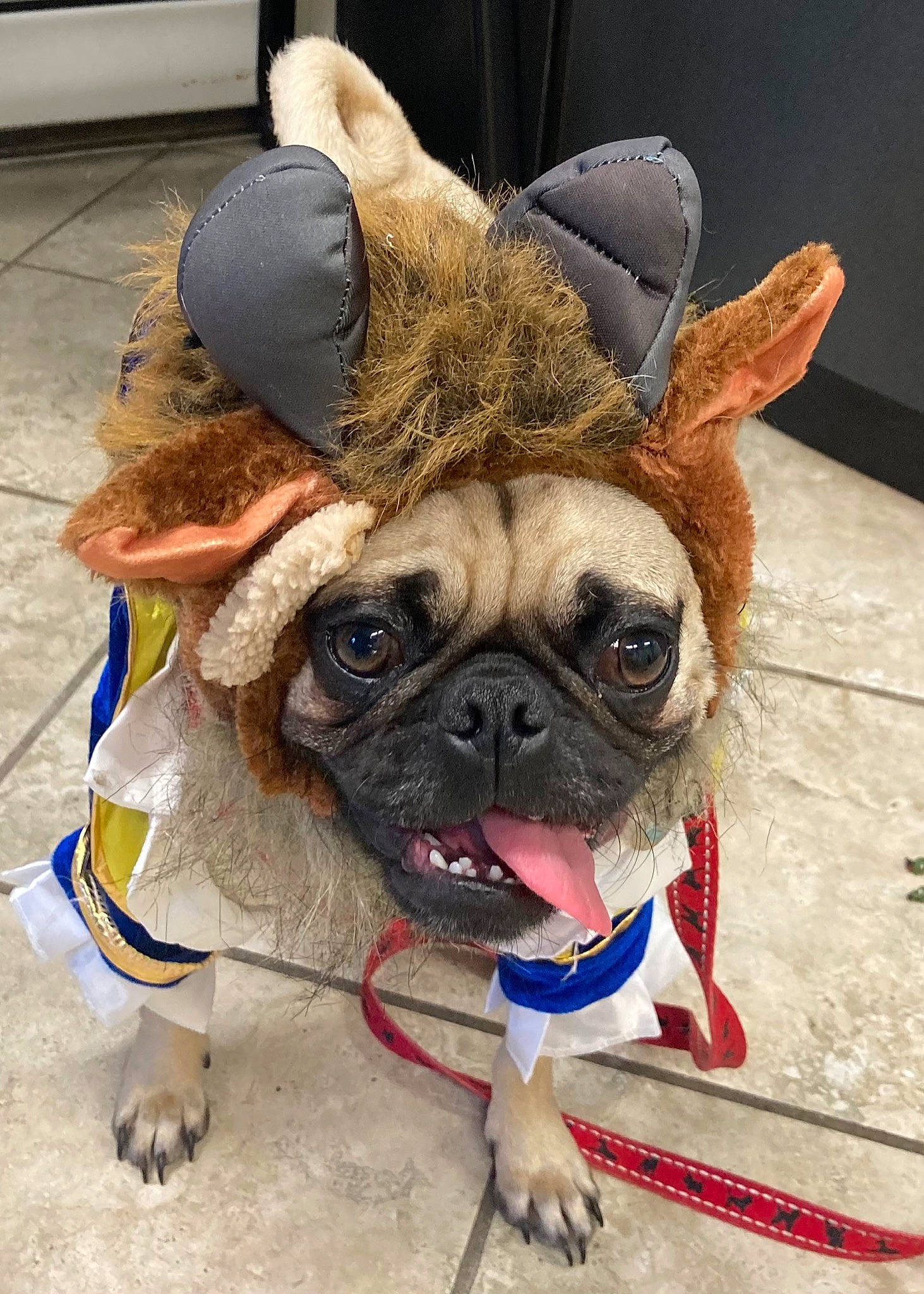 Cooper is registered to the contest to win money with this photo: canidae, carnivore, collar, companion_dog, dog, dog_breed, dog_collar, dog_supply, fawn, flooring, fur, leash, pug, snout, sporting_group, terrestrial_animal, toy_dog, whiskers, working_animal, wrinkle