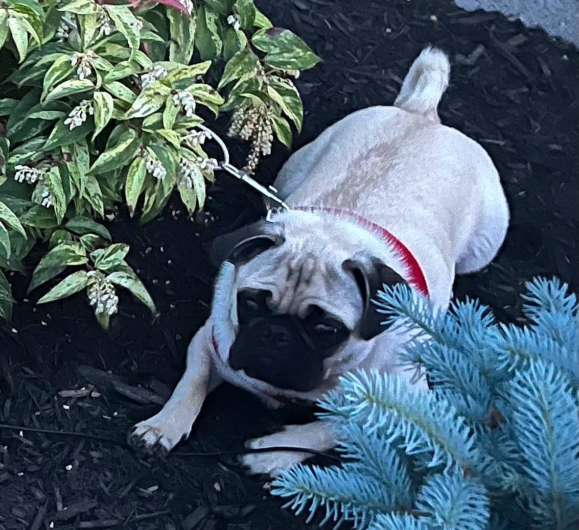 Cooper joined the competition — help win amazing prizes! canidae, carnivore, christmas, christmas_ornament, companion_dog, dog, dog_breed, dog_supply, fawn, grass, plant, snout, sporting_group, tail, terrestrial_animal, terrestrial_plant, toy_dog, tree, wildlife, working_animal