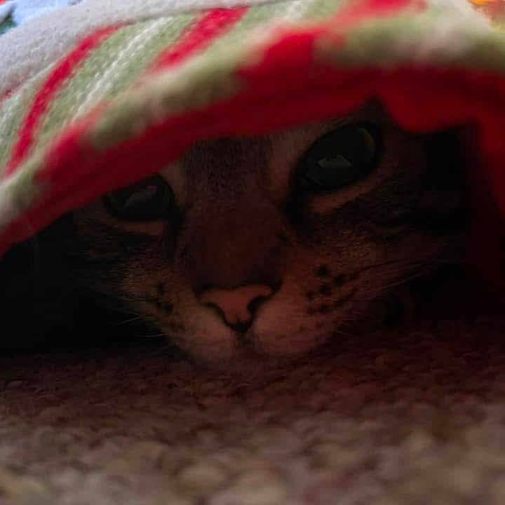Max joined the competition — help win amazing prizes! abyssinian, animal, baby, blanket, cat, face, head, kitten, person, pet, quilt