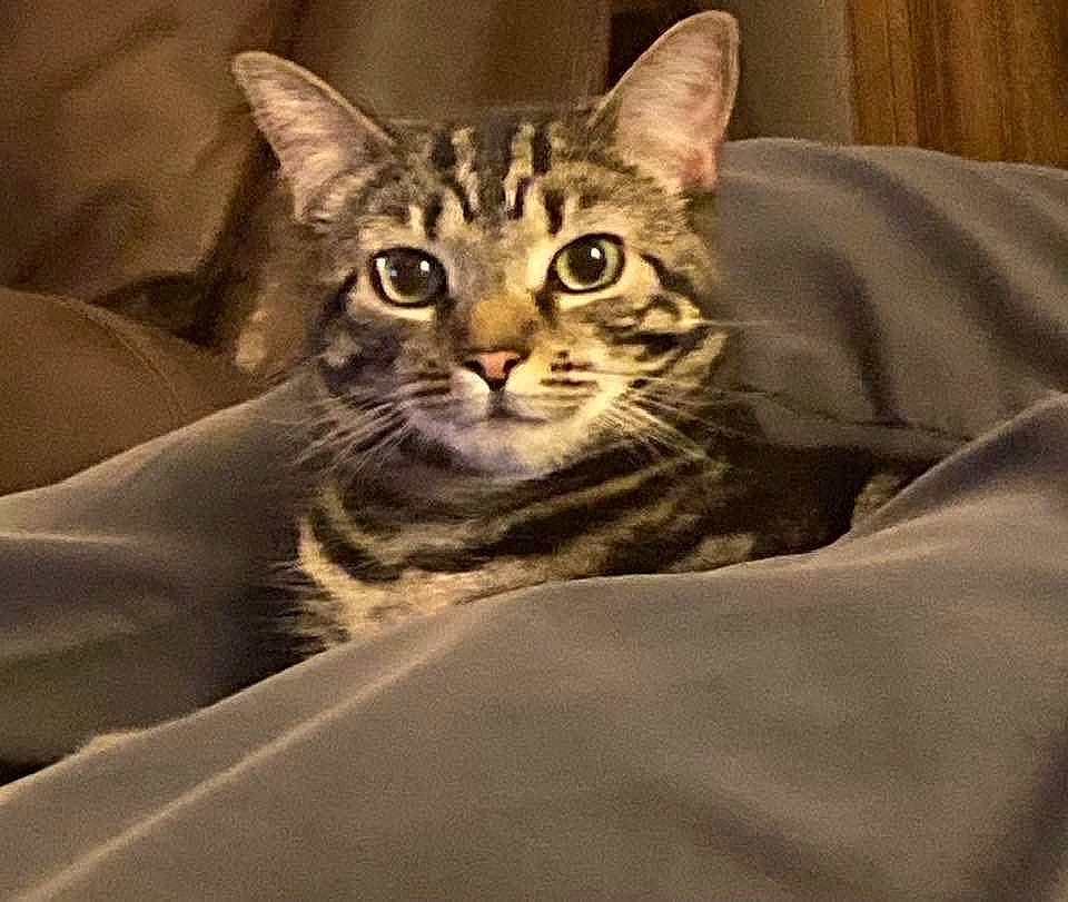 Max joined the competition — help win amazing prizes! carnivore, cat, domestic_short_haired_cat, door, eye, felidae, fur, head, human_body, small_to_medium_sized_cats, snout, terrestrial_animal, whiskers, wildlife, window