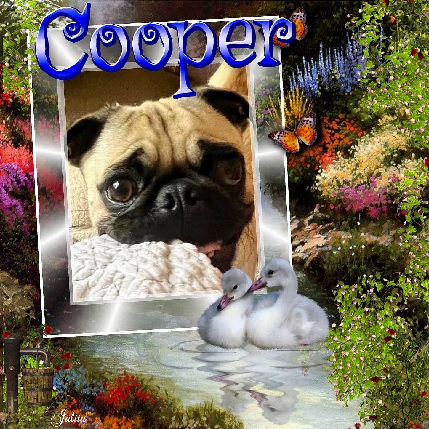 Max is registered to the contest to win money with this photo: advertising, art, canidae, carnivore, companion_dog, dog, dog_breed, fawn, flower, font, grass, photo_caption, plant, poster, pug, snout, sporting_group, toy_dog, tree, wrinkle