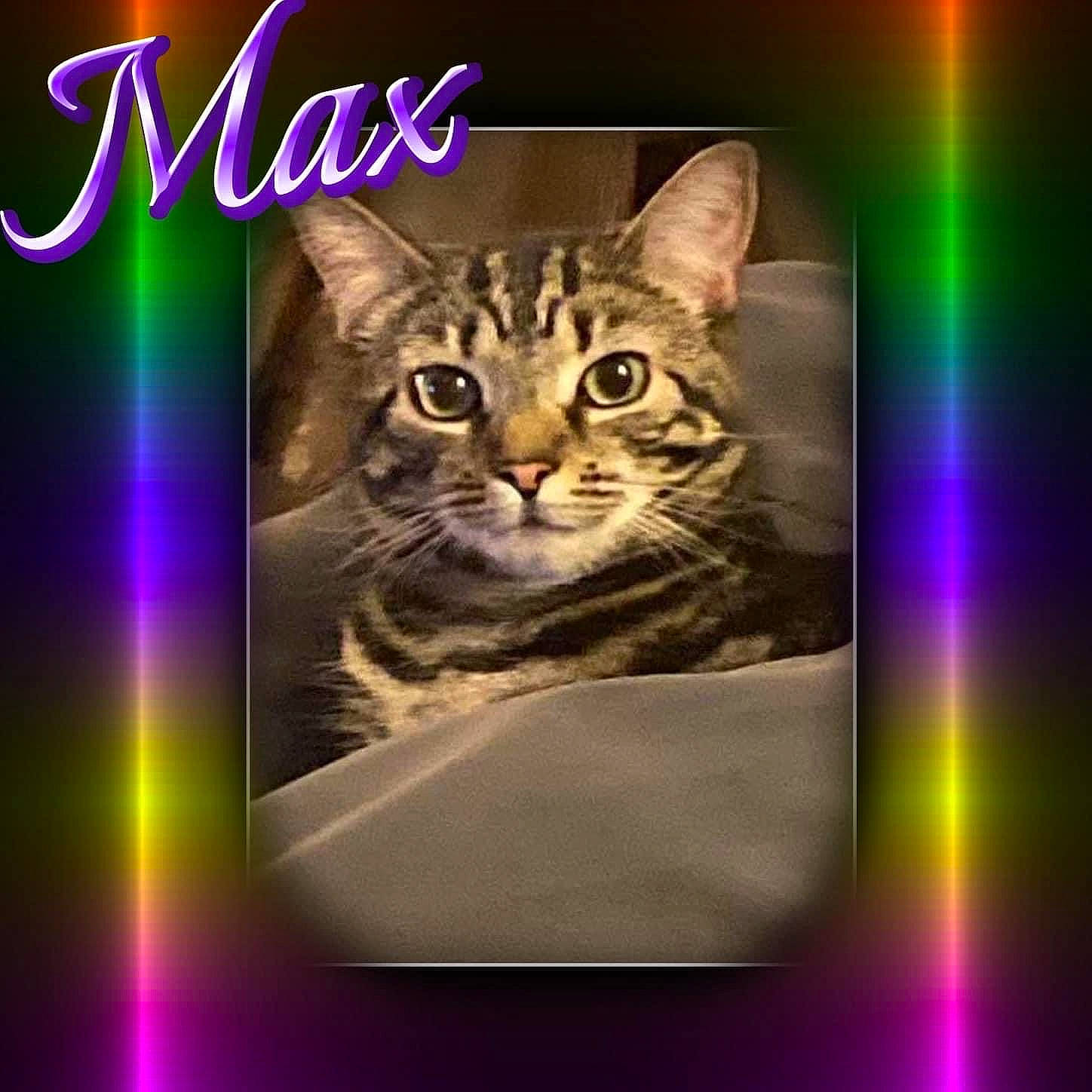 Max is registered to the contest to win money with this photo: adaptation, beauty, carnivore, cat, domestic_short_haired_cat, felidae, font, fur, graphics, internet_meme, light, magenta, mammal, organism, photo_caption, rectangle, small_to_medium_sized_cats, vertebrate, violet, whiskers