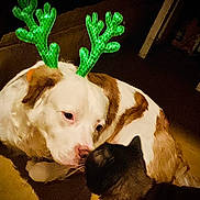 Odin is registered to the contest to win money with this photo: dog, cat, reindeer_antlers, pet, animal, indoor, brown_and_white_dog, black_cat, close_up, friendship, cute, christmas, holiday, animal_interaction, nose_to_nose, floor, shadow, domestic_animal, companion, warm