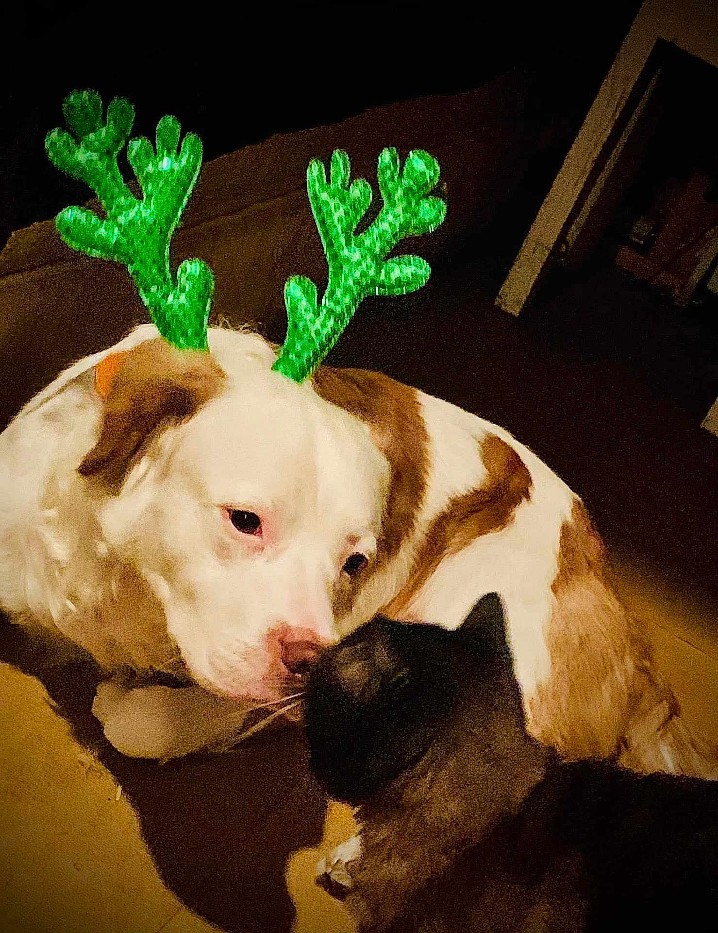 Odin is registered to the contest to win money with this photo: dog, cat, reindeer_antlers, pet, animal, indoor, brown_and_white_dog, black_cat, close_up, friendship, cute, christmas, holiday, animal_interaction, nose_to_nose, floor, shadow, domestic_animal, companion, warm