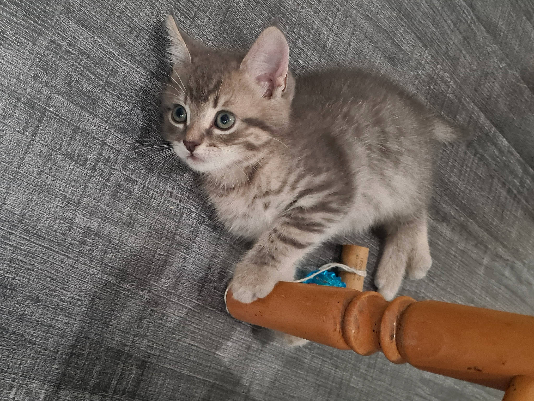 Captaine a rejoint le concours — aidez-le/la à gagner de superbes lots ! carnivore, cat, claw, domestic_short_haired_cat, fawn, felidae, fur, nail, pattern, paw, sitting, small_to_medium_sized_cats, snout, tail, whiskers, wood