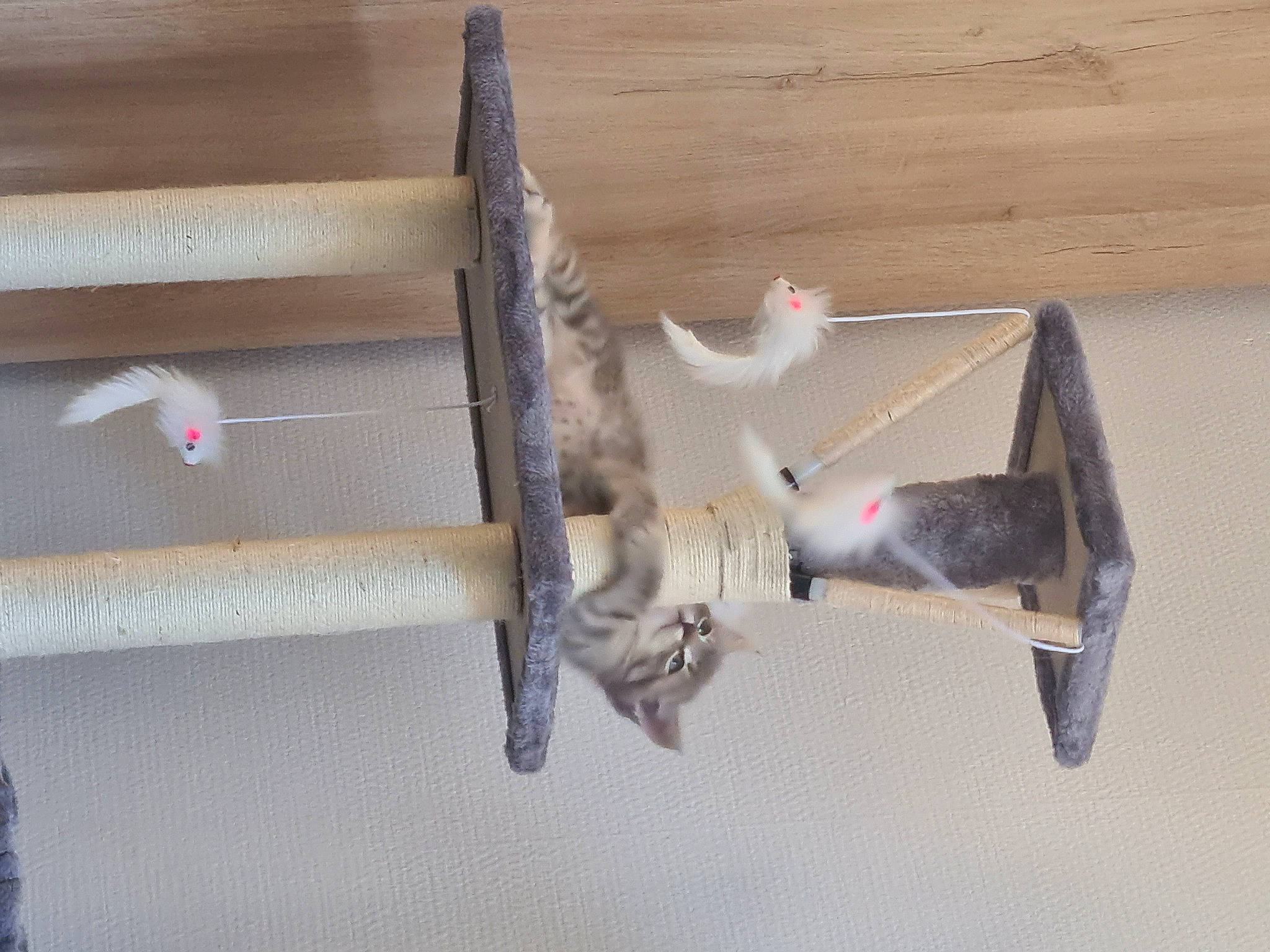 Captaine participe au concours pour gagner de l'argent avec cette photo : aerospace_engineering, aircraft, airplane, art, aviation, ceiling, creative_arts, flight, general_aviation, hardwood, light_aircraft, monoplane, propeller, shelf, shelving, tail, wing, wire, wood