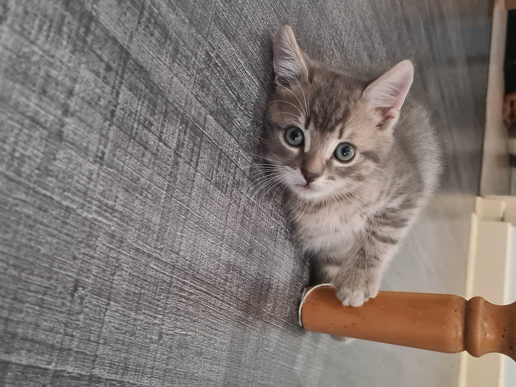 Captaine a rejoint le concours — aidez-le/la à gagner de superbes lots ! animal_shelter, carnivore, cat, domestic_short_haired_cat, door, fawn, felidae, fur, grey, hardwood, paw, pet_supply, small_to_medium_sized_cats, snout, tail, whiskers, window, wood