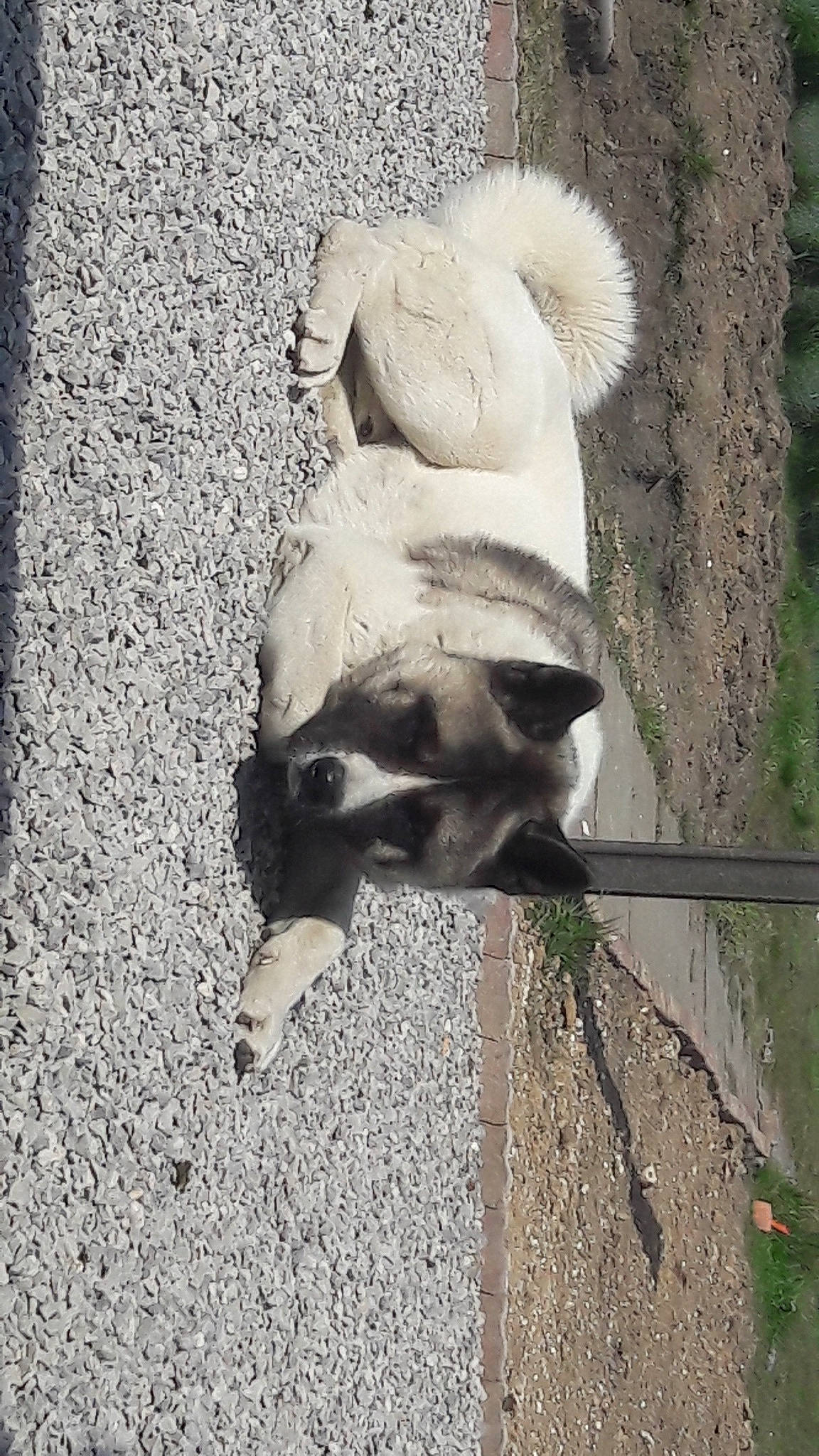 Ogan a rejoint le concours — aidez-le/la à gagner de superbes lots ! canidae, carnivore, dog, dog_breed, fawn, pug, snout, tail