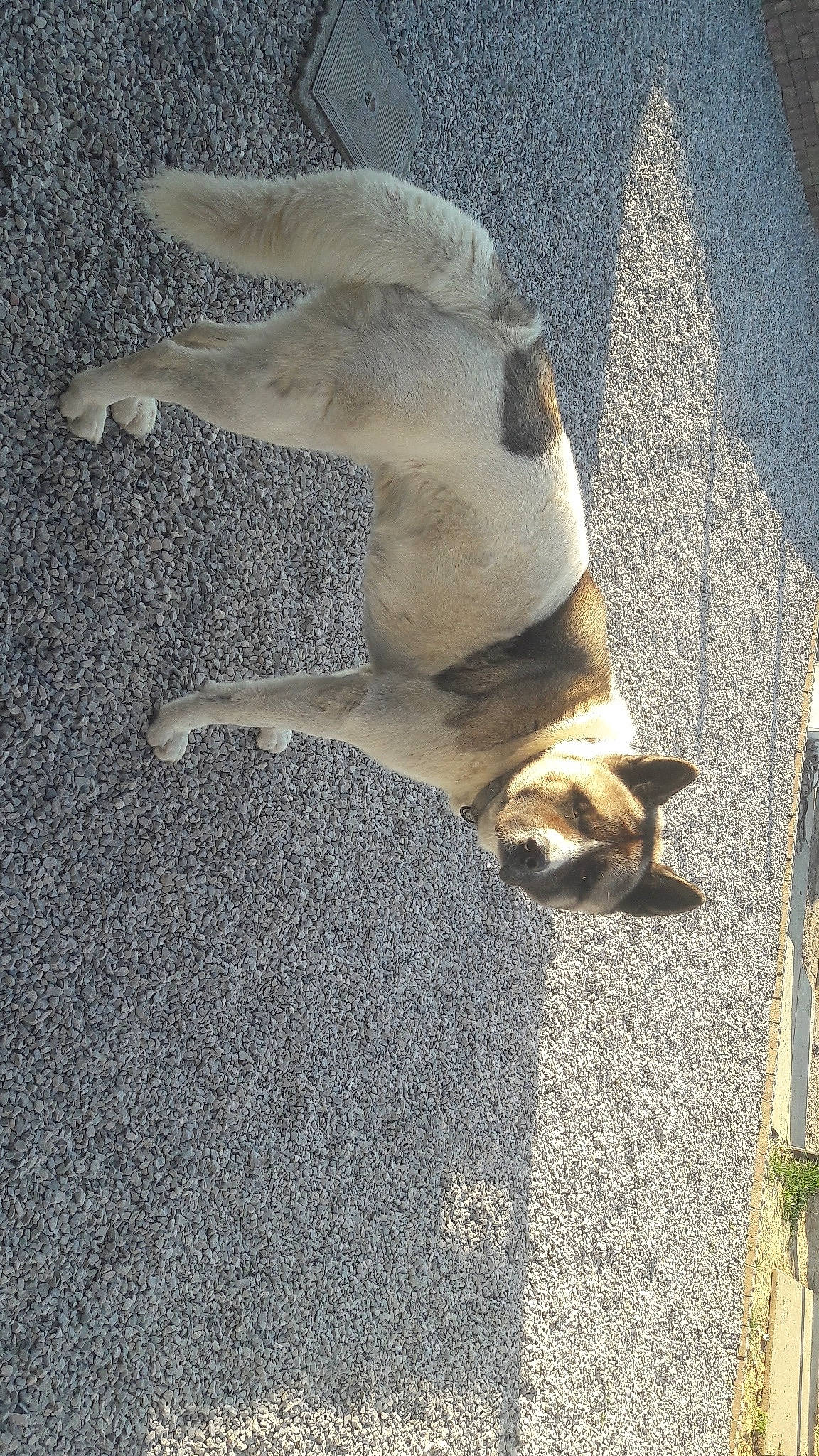 Ogan a rejoint le concours — aidez-le/la à gagner de superbes lots ! canidae, carnivore, dog, dog_breed, fawn, street_dog, tail