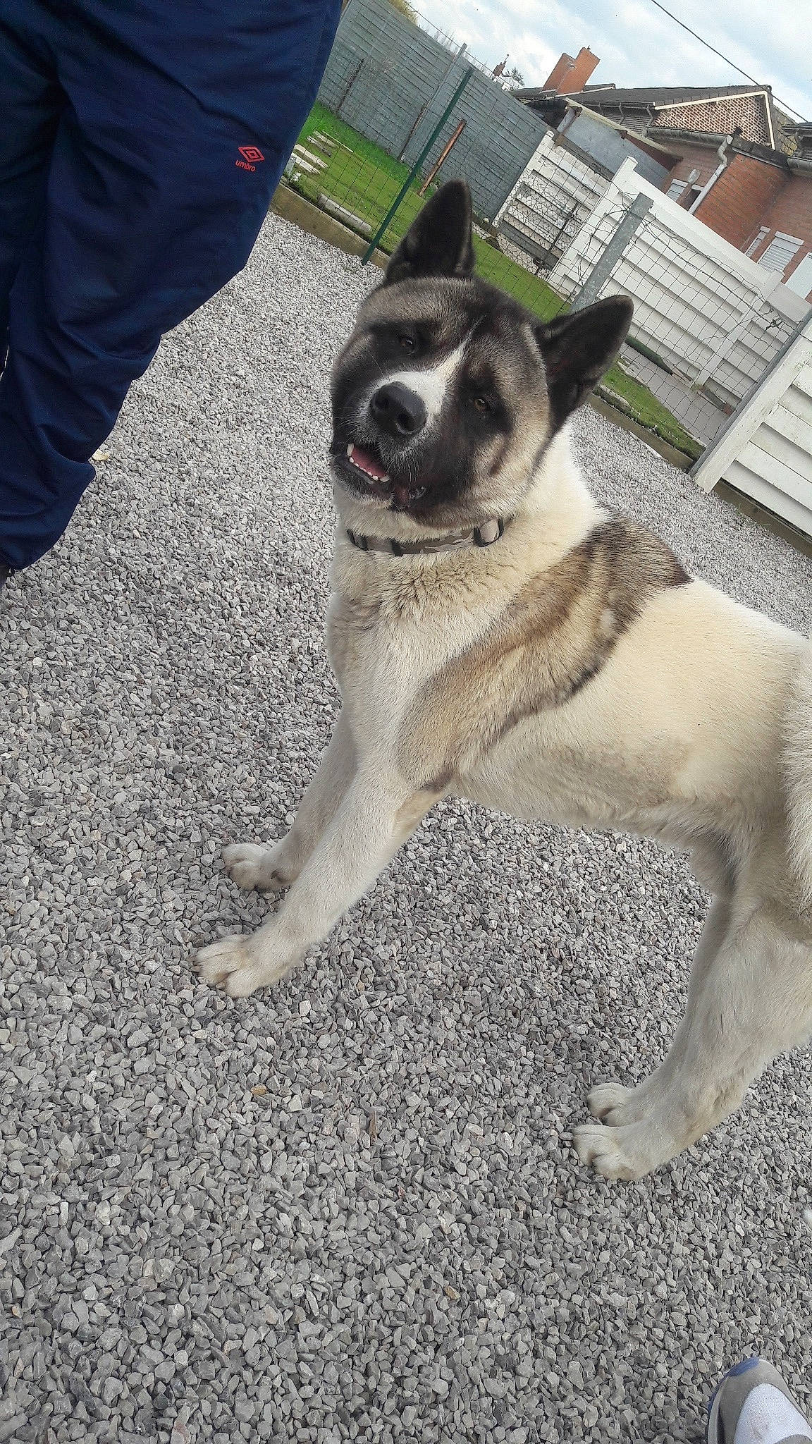 Ogan a rejoint le concours — aidez-le/la à gagner de superbes lots ! akita, black_norwegian_elkhound, canidae, carnivore, dog, dog_breed, fawn, mammal, norwegian_elkhound, siberian_husky, snout, sporting_group, vertebrate