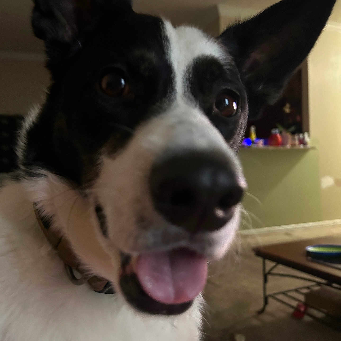 Diesel is registered to the contest to win money with this photo: animal, black_and_white, canine, carpet, close_up, collar, companion, cute, dog, domestic, ears_up, friendly, furniture, happy, household, indoor, living_room, pet, table, tongue_out