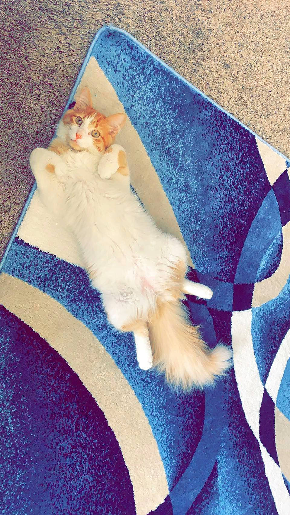 Dex is registered to the contest to win money with this photo: art, bedding, carnivore, cat, comfort, companion_dog, couch, electric_blue, fawn, felidae, fur, linens, mammal, small_to_medium_sized_cats, tail, textile, throw_pillow, toy, whiskers, wood