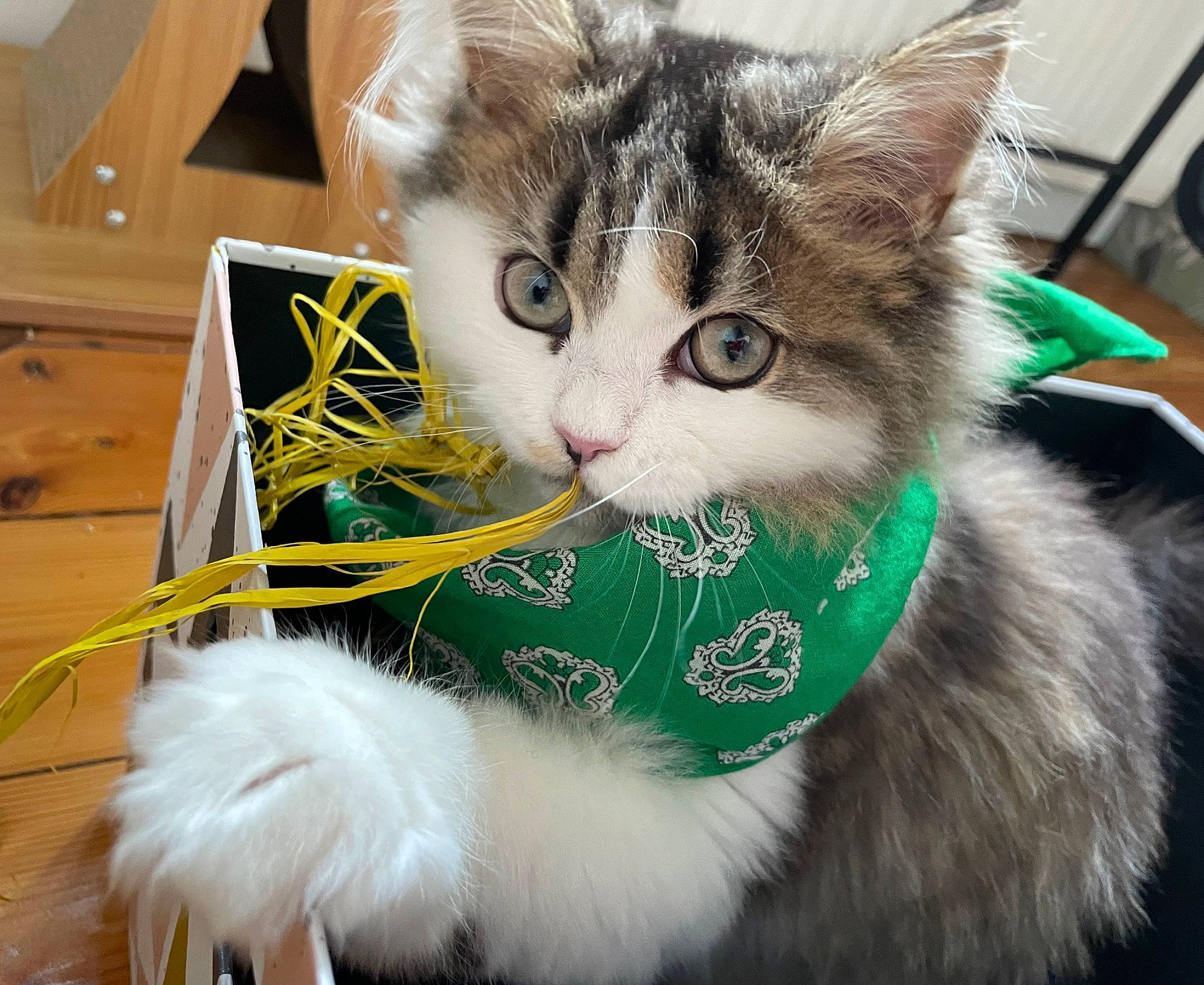 Uhbert a rejoint le concours — aidez-le/la à gagner de superbes lots ! box, carnivore, cat, cat_toy, christmas, claw, collar, domestic_short_haired_cat, event, fashion_accessory, felidae, fur, holiday, paw, plant, small_to_medium_sized_cats, snout, tail, whiskers