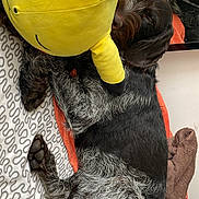 Vaya a rejoint le concours — aidez-le/la à gagner de superbes lots ! dog, sleeping, bed, stuffed_toy, pikachu, plush, black_and_gray_fur, paw, blanket, mirror, indoor, cozy, resting, pet, fur, snuggling, soft, toy, animal, relaxing