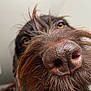 Vaya participe au concours pour gagner de l'argent avec cette photo : dog, nose, close_up, fur, brown, animal, pet, whiskers, texture, snout, curious, playful, portrait, muzzle, canine, indoor, background, eyes, hair, cute