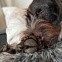 Vaya participe au concours pour gagner de l'argent avec cette photo : dog, paw, sleeping, close_up, fur, blanket, resting, cozy, pet, domestic_animal, canine, relaxing, napping, indoor, comfort, snout, whiskers, soft_focus, animal, muzzle