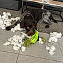 dog, toy, stuffing, floor, rug, sofa, coffee_table, indoor, pet, playful, destruction, fur, brown_dog, black_dog, living_room, tile_floor, animal, chewing, mess, home