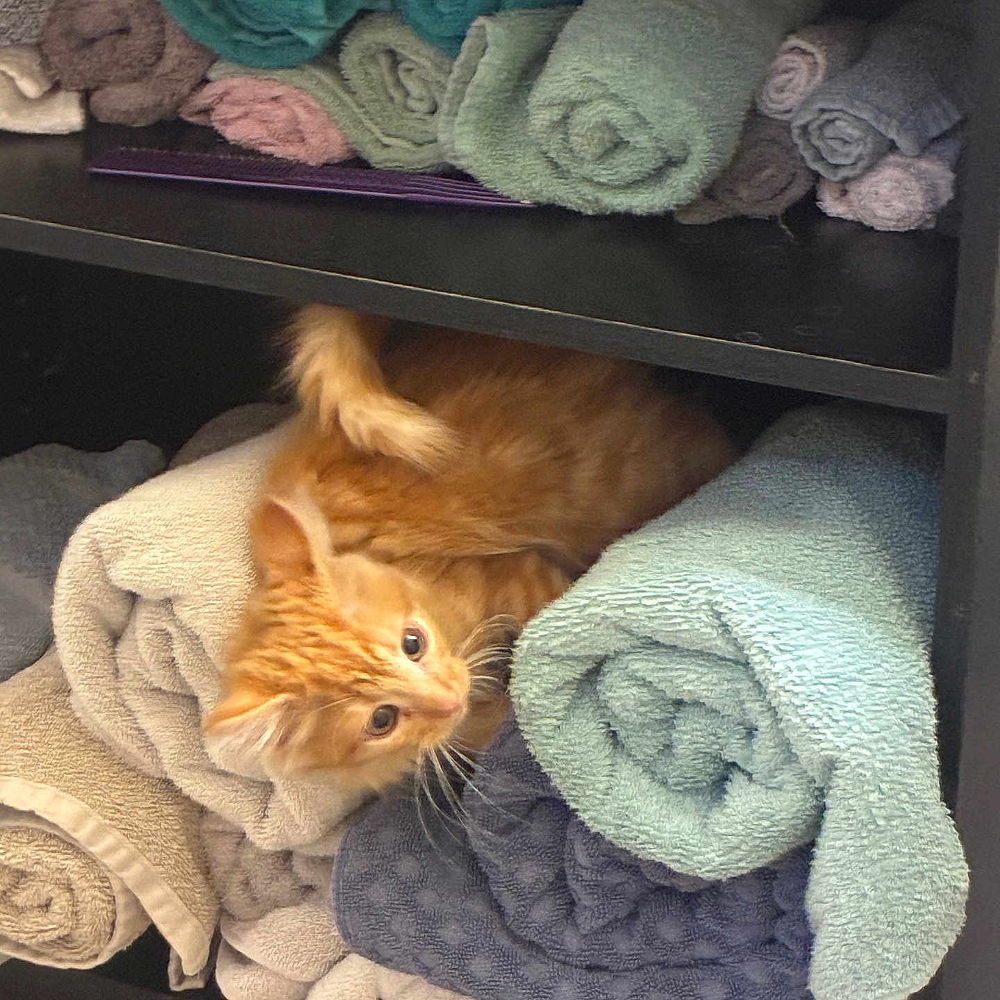 Simba is registered to the contest to win money with this photo: animal, cat, cozy, curious, cute, domestic, fur, furniture, indoor, kitten, orange_cat, pet, playful, resting, rolled_towels, shelf, soft, stack, towels, whiskers