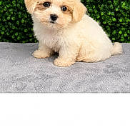 Khaleesi Lucille is registered to the contest to win money with this photo: puppy, dog, cute, fluffy, pet, animal, sitting, portrait, green_background, leafy, soft_surface, adorable, young, small, fur, eyes, nose, indoors, studio, front_view