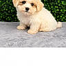 puppy, dog, cute, fluffy, pet, animal, sitting, portrait, green_background, leafy, soft_surface, adorable, young, small, fur, eyes, nose, indoors, studio, front_view
