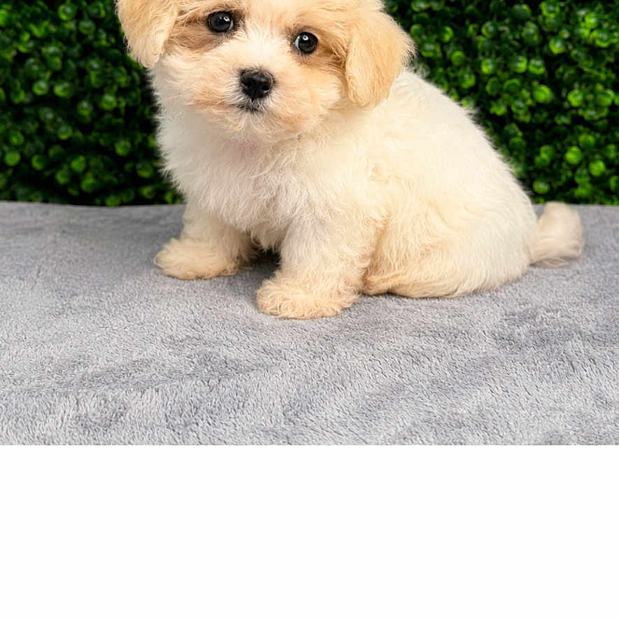 Khaleesi Lucille is registered to the contest to win money with this photo: puppy, dog, cute, fluffy, pet, animal, sitting, portrait, green_background, leafy, soft_surface, adorable, young, small, fur, eyes, nose, indoors, studio, front_view