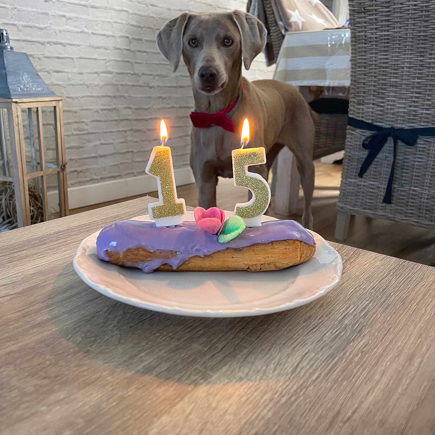 Flane a rejoint le concours — aidez-le/la à gagner de superbes lots ! birthday, blanket, bow_tie, cake, candle, celebration, decor, dessert, dog, floor, food, indoor, lampshade, number_candles, pet, plate, purple_icing, table, wall, wicker_chair