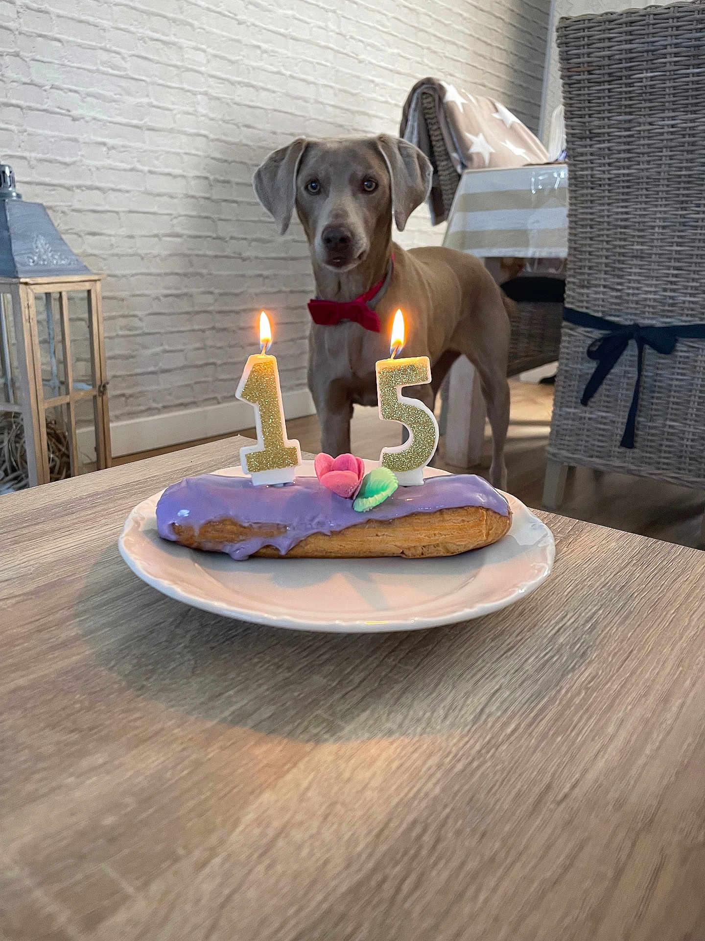 Flane a rejoint le concours — aidez-le/la à gagner de superbes lots ! dog, bow_tie, cake, candle, birthday, number_candles, plate, table, indoor, wicker_chair, blanket, decor, lampshade, wall, floor, purple_icing, dessert, celebration, pet, food