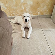 Ares participe au concours pour gagner de l'argent avec cette photo : animal, brown, companion, cozy, cute, dog, floor, fur, golden_retriever, home, indoor, looking, pet, puppy, resting, sofa, tile, wall, white, young