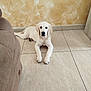 animal, brown, companion, cozy, cute, dog, floor, fur, golden_retriever, home, indoor, looking, pet, puppy, resting, sofa, tile, wall, white, young