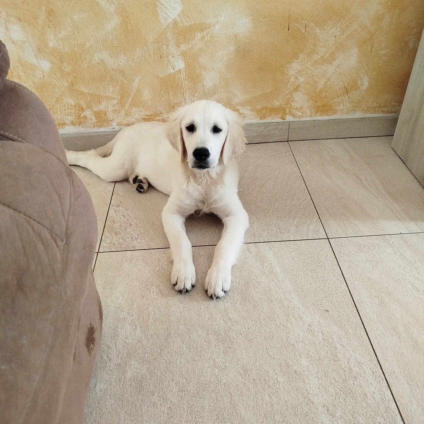 Ares participe au concours pour gagner de l'argent avec cette photo : animal, brown, companion, cozy, cute, dog, floor, fur, golden_retriever, home, indoor, looking, pet, puppy, resting, sofa, tile, wall, white, young