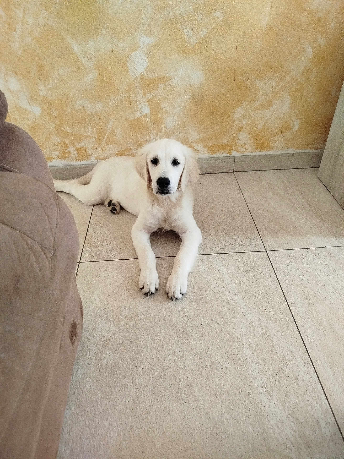 Ares participe au concours pour gagner de l'argent avec cette photo : animal, brown, companion, cozy, cute, dog, floor, fur, golden_retriever, home, indoor, looking, pet, puppy, resting, sofa, tile, wall, white, young