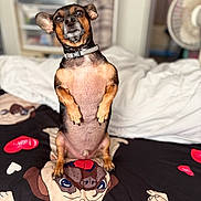 Olive is registered to the contest to win money with this photo: animal, bed, black_and_tan, blanket, cartoon, collar, cute, cute_pet, dog, ears, expression, funny, fur, furniture, home, indoor, pet, portrait, sitting, small_dog