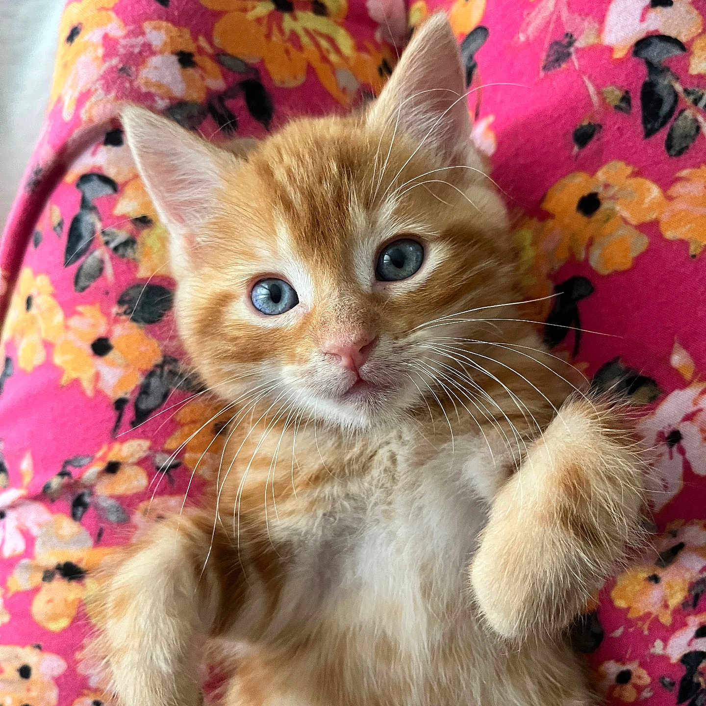 Arès participe au concours pour gagner de l'argent avec cette photo : animal, blue_eyes, cat, closeup, cute, domestic_cat, feline, floral_background, fur, kitten, lying_down, orange_tabby, paw, pet, pink, playful, soft, whiskers, yellow_flowers, young