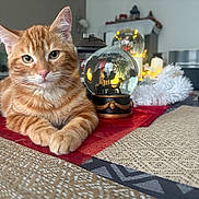 Arès a rejoint le concours — aidez-le/la à gagner de superbes lots ! animal, background, cat, close_up, cozy, curious, decorative, feline, festive, fur, holiday_decor, homedecor, indoor, lights, orange_tabby, pet, relaxed, snow_globe, soft, table