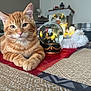 animal, background, cat, close_up, cozy, curious, decorative, feline, festive, fur, holiday_decor, homedecor, indoor, lights, orange_tabby, pet, relaxed, snow_globe, soft, table