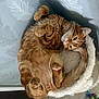 animal, cat, cat_bed, cozy, curled_up, cute, feline, fur, furry, home, indoor, orange_tabby, patterned_wall, paws, pet, relaxed, resting, sleepy, soft, whiskers
