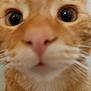 Arès participe au concours pour gagner de l'argent avec cette photo : animal, blurry, cat, close, closeup, curious, cute, eyes, face, feline, focus, fur, indoor, macro, muzzle, nose, orange_tabby, pet, portrait, whiskers