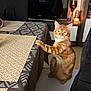 Arès participe au concours pour gagner de l'argent avec cette photo : candle, cat, chair, cozy, curious, domestic_animal, feline, furniture, ginger_cat, home, indoor, lighting, living_room, looking, orange_fur, pattern, pet, seat, table, tablecloth