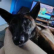 Sultan participe au concours pour gagner de l'argent avec cette photo : dog, pet, indoor, resting, close_up, black_dog, brown_dog, person, leg, television, animation, blue_wall, furniture, living_room, relaxation, ears, face, canine, cozy, home