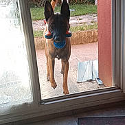 Sultant participe au concours pour gagner de l'argent avec cette photo : dog, toy, glass_door, garden, grass, chair, concrete, mat, tile_floor, pet, playful, outdoor, indoor, window, curtain, animal, fetch, door_frame, greenery, house