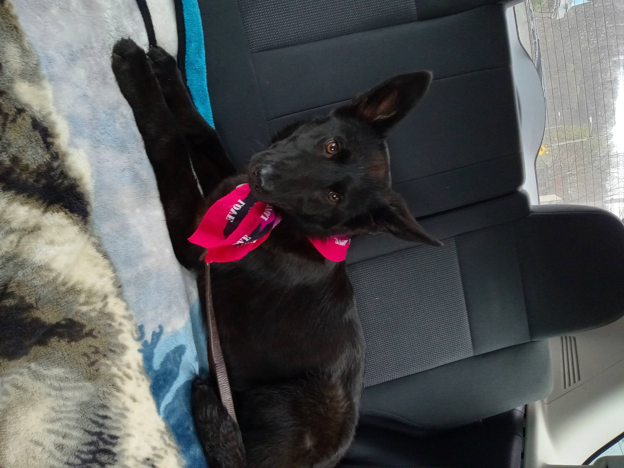 Sasha is registered to the contest to win money with this photo: auto_part, canidae, carmine, carnivore, collar, companion_dog, dog, dog_breed, dog_collar, dog_supply, electric_blue, fawn, fur, grey, pet_supply, snout, sporting_group, vehicle_door, whiskers, working_animal