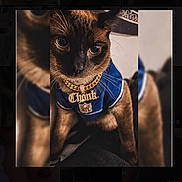 Chonk joined the competition — help win amazing prizes! animal, blue_jersey, brown_fur, cat, close_up, collar, costume, dark_background, fashion, football, gold_chain, indoors, necklace, pet, photography, portrait, serious_expression, sitting, sportswear, vertical_photo