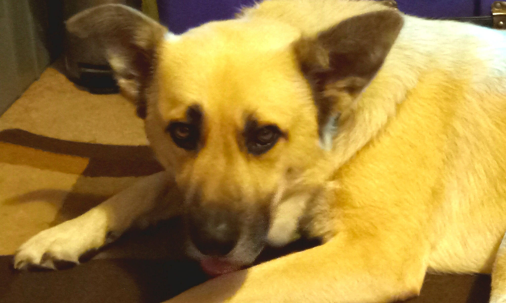 Charlie is registered to the contest to win money with this photo: bored, canidae, carnivore, collar, companion_dog, dog, dog_breed, dog_supply, fawn, fur, non_sporting_group, paw, plant, puppy, snout, sporting_group, terrestrial_animal, toy_dog, whiskers, working_animal