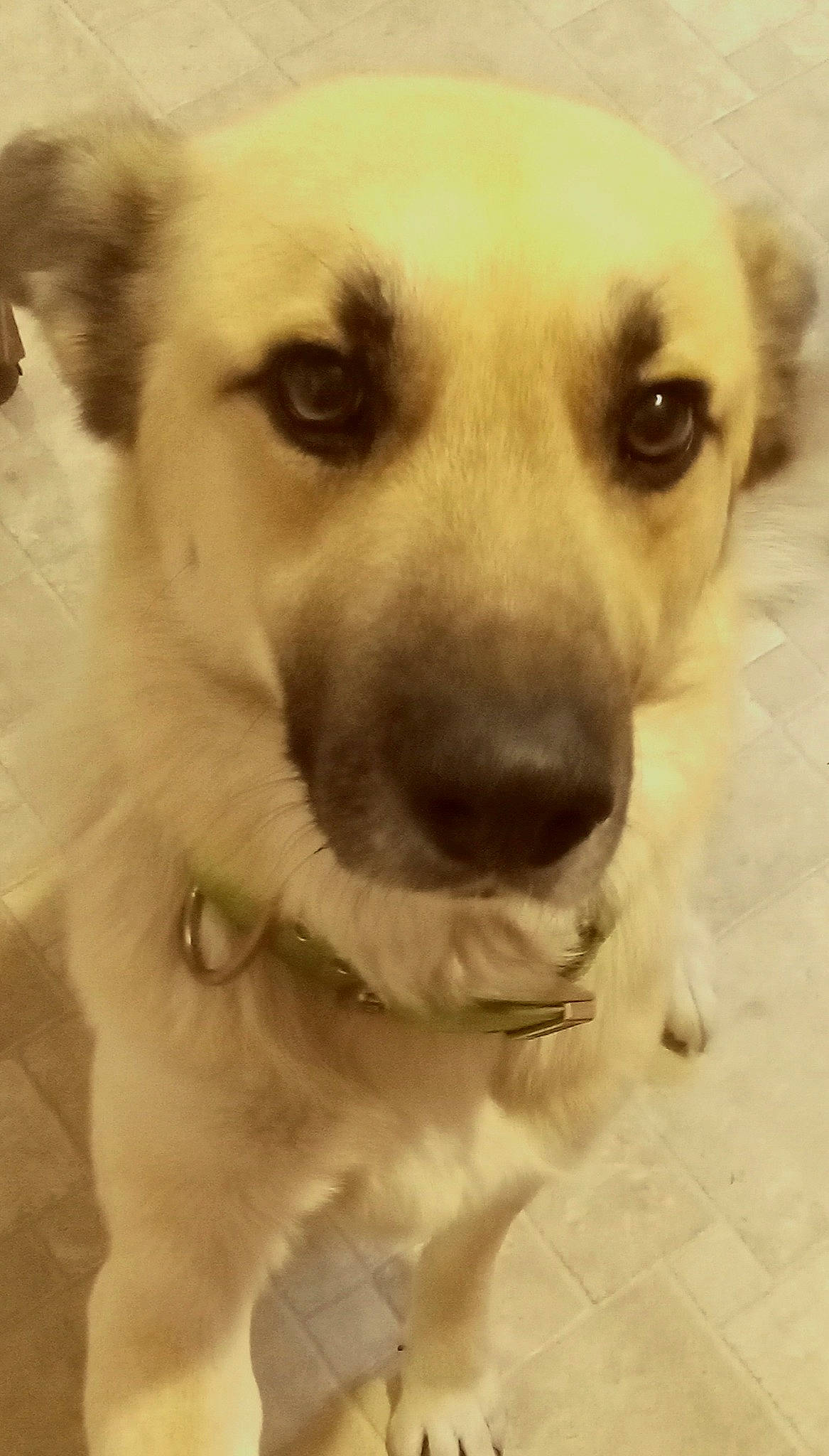 Charlie joined the competition — help win amazing prizes! canidae, carnivore, companion_dog, dog, dog_breed, dog_collar, ear, eye, fawn, fur, head, labrador_retriever, nose, plant, puppy, puppy_love, snout, sporting_group, terrestrial_animal, whiskers