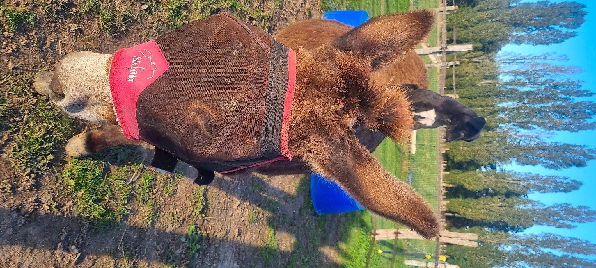 Savana a rejoint le concours — aidez-le/la à gagner de superbes lots ! canidae, carnivore, collar, dog_breed, dog_supply, event, fawn, grass, leash, liver, pack_animal, pet_supply, plant, snout, sporting_group, tail, terrestrial_animal, tree, water, working_animal