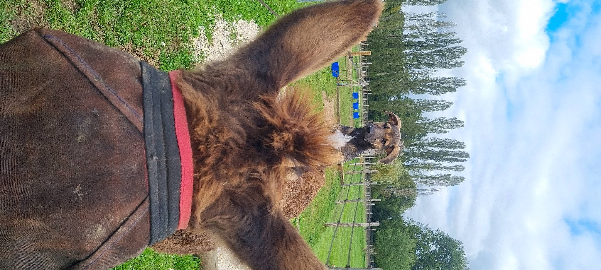 Sophie a rejoint le concours — aidez-le/la à gagner de superbes lots ! camelid, cloud, fawn, fur, grass, horse_tack, liver, livestock, natural_material, organism, pack_animal, plant, sky, snout, terrestrial_animal, tree, vertebrate, water, wildlife, working_animal