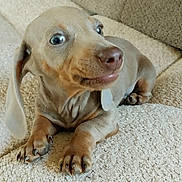 Barry participe au concours pour gagner de l'argent avec cette photo : dog, puppy, dachshund, pet, cute, small_dog, paws, nose, eyes, ears, whiskers, fur, indoor, blanket, sofa, resting, portrait, close_up, tan_color, snout