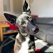 Maya participe au concours pour gagner de l'argent avec cette photo : accessories, animal, architecture, building, canine, dog, germanshepherd, greatdane, hound, husky, indoors, interiordesign, labradorretriever, leash, pet, pointer, puppy, snout, strap, whitedog