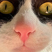 Siggy a rejoint le concours — aidez-le/la à gagner de superbes lots ! cat, close_up, nose, whiskers, golden_eyes, pink_nose, fur, face, tuxedo_cat, black_and_white, domestic_cat, muzzle, macro, pet, portrait, greenish_eyes, indoor, curious, soft_fur, symmetrical