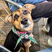 Yuna a rejoint le concours — aidez-le/la à gagner de superbes lots ! dog, pet, canine, bandana, collar, leash, outdoor, pavement, metal_chair, jacket, jeans, shoe, close_up, portrait, brown_fur, black_fur, shiny_nose, attentive, cute, looking_up